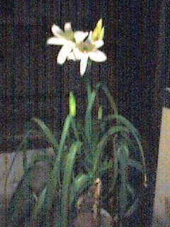 �F���́@�͂܂䂤